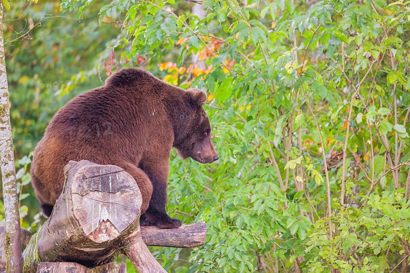 A young male Eurasian brown bear (Ursus arctos arctos) sits on a rotting log lying on the ground and stretches out to the leaves of a birch tree to eat them