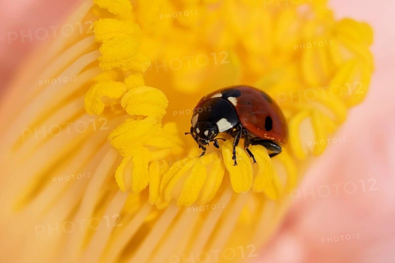 Seven-spot ladybird or ladybug (Coccinella septempunctata) adult insect on a garden Camellia flower in springtime, England, United Kingdom