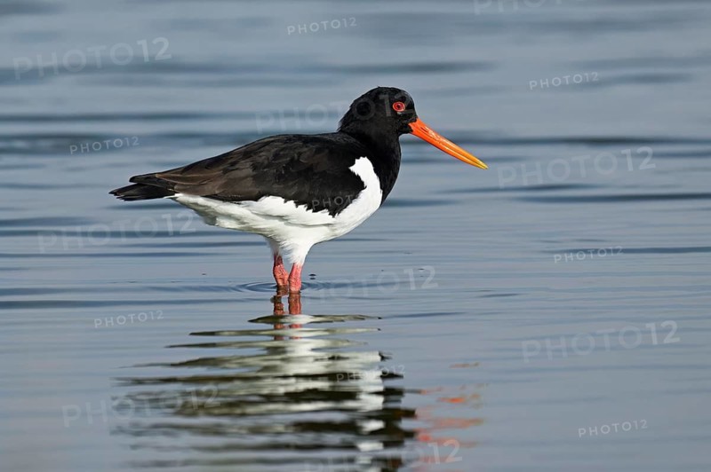 Oystercatcher (Haematopus ostralegus), foraging in the mudflats, Texel, West Frisian Islands, province of North Holland, Netherlands