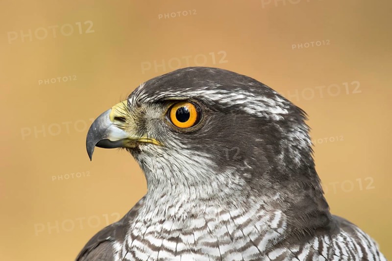 Havik, northern goshawk, Accipiter gentilis