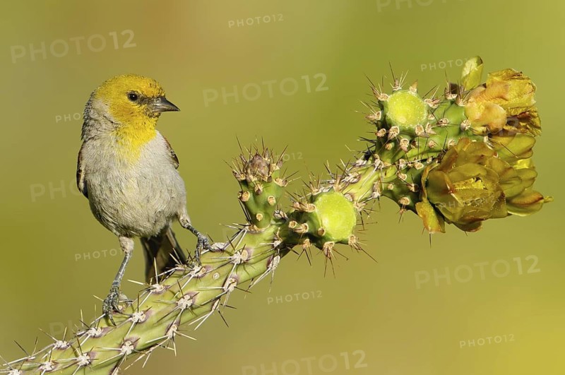 Verdin (Auriparus flaviceps), Texas, USA