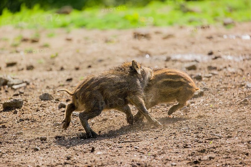 Two Wild boar (Sus scrofa) piglets play on a clearing
