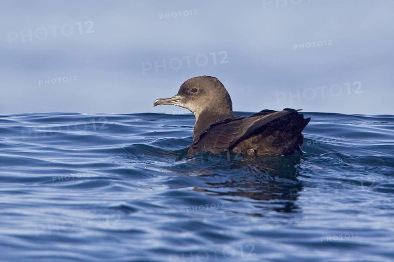 Sooty Shearwater (Ardenna grisea), British Columbia, Canada