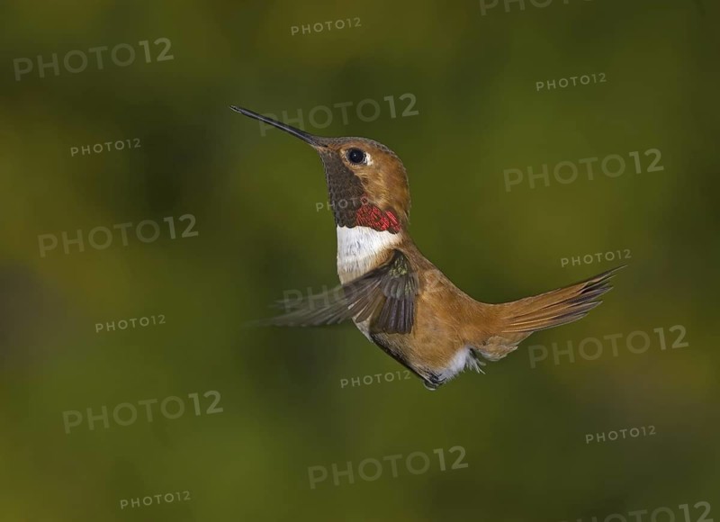 Rufous Hummingbird (Selasphorus rufus) male, British Columbia, Canada