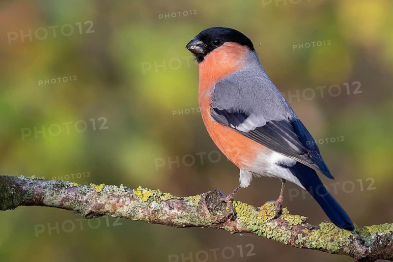 Eurasian Bullfinch (Pyrrhula pyrrhula) male perched on a branch, Lower Saxony, Germany