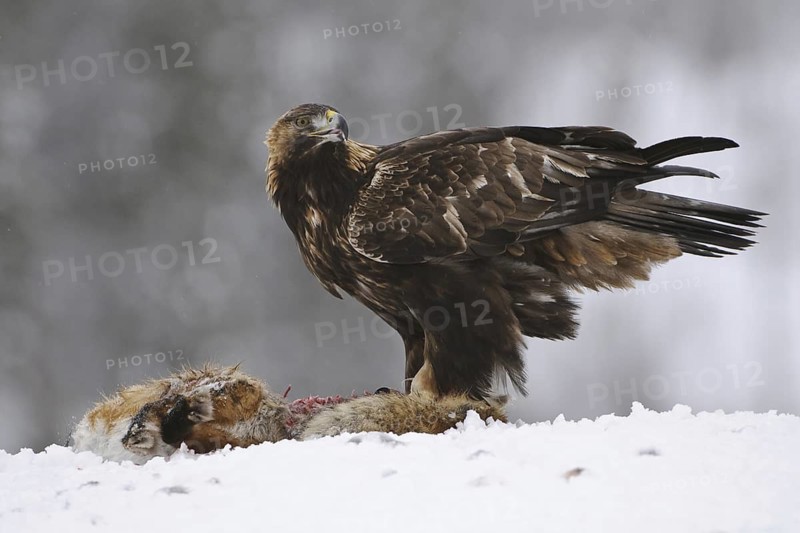 Golden Eagle (Aquila chrysaetos), Norway