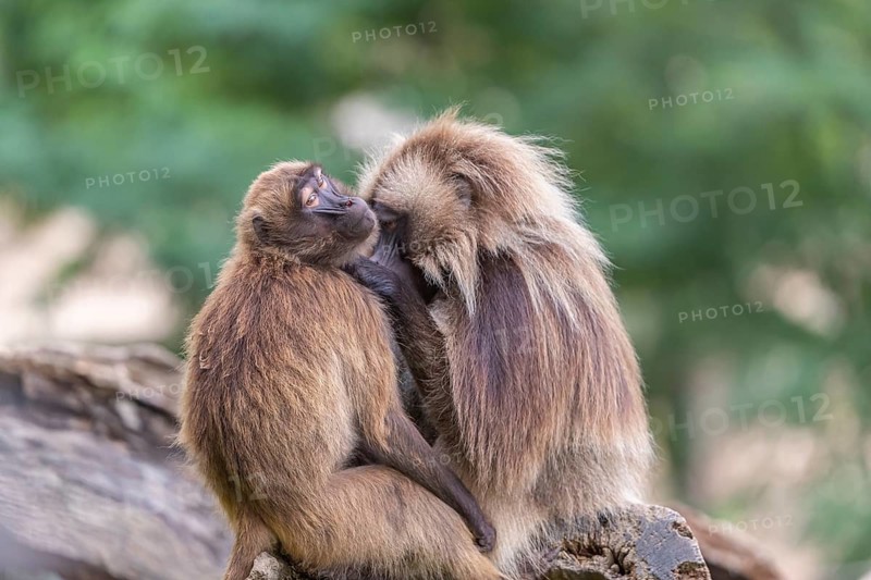 One adult male and one adult female Gelada (Theropithecus gelada), or bleeding-heart monkey sitting on a log grooming each other. A green forest in the background