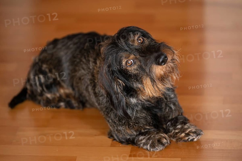 Rough-haired dachshund, male dog, lying on parquet, holding head at an angle, astonished, Stuttgart, Baden-Württemberg, Germany