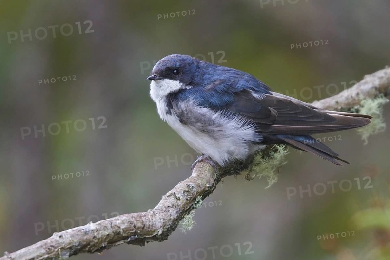 Blue-and-white Swallow (Notiochelidon cyanoleuca), Abra Patricia Protected Area, Peru