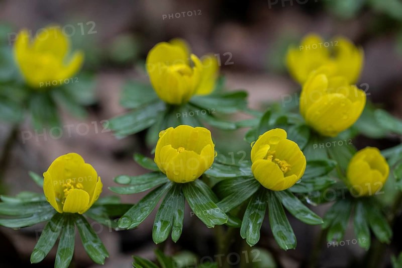 Winter aconites (Eranthis hyemalis), Emsland, Lower Saxony, Germany