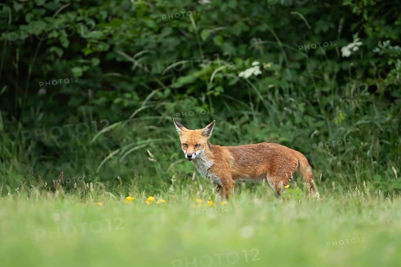 Red fox (Vulpes vulpes) adult animal on the edge of a woodland in the summer, England, United Kingdom