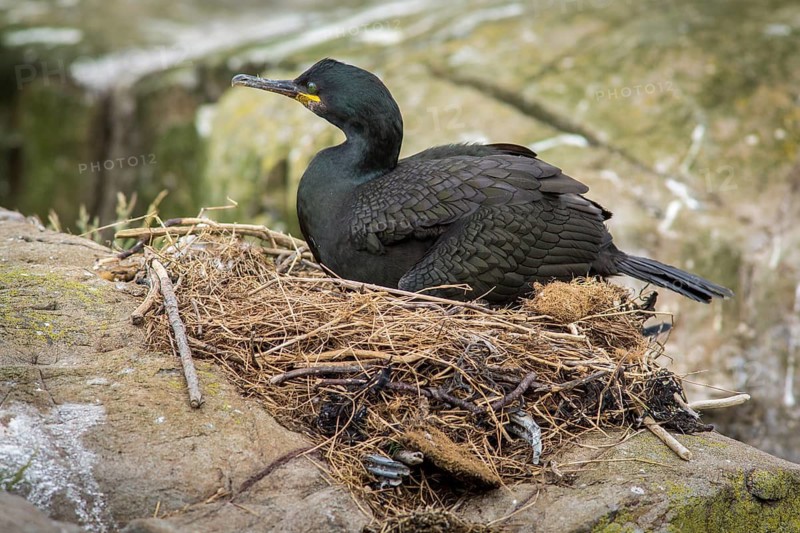 European Shag (Phalacrocorax aristotelis) on nest, Farne Islands, United Kingdom