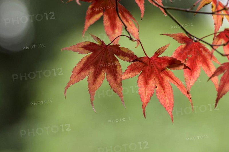 Red fan maple (Acer palmatum 'Bloodgood'), Treptower Park, Hanover, Lower Saxony, Germany