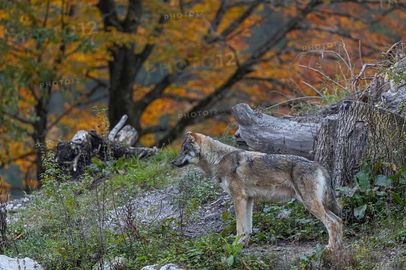 One eurasian gray wolf (Canis lupus lupus) standing on a small hill between logs with a colourful fall foliage in the background