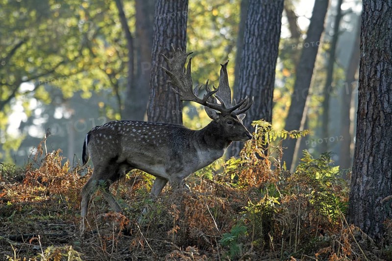 Fallow deer (Dama dama), fallow deer, forest