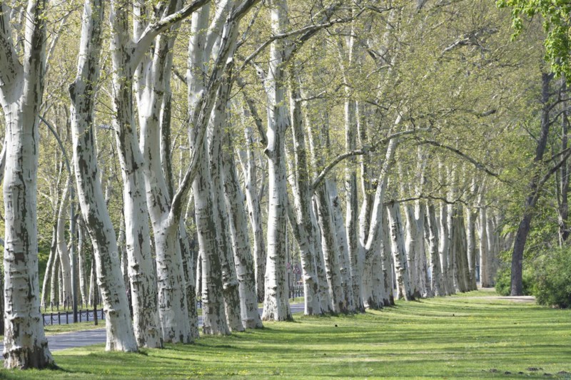 Treptower Park, plane tree (Platanus × hispanica), Anchers Havecenter, Berlin, Berlin, Germany