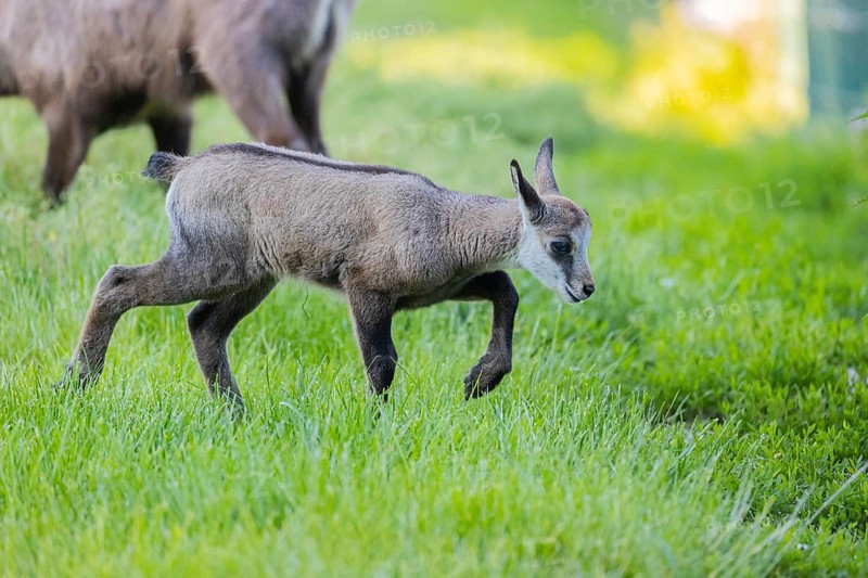 One young Chamois (Rupicapra rupicapra) standing on a fresh green meadow