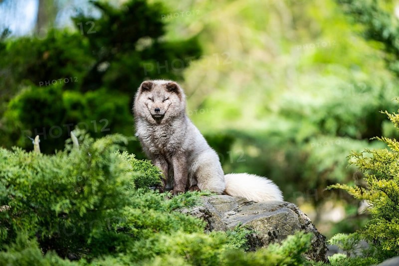Arctic fox (Vulpes lagopus) sitting on a rock, Bavaria, Germany