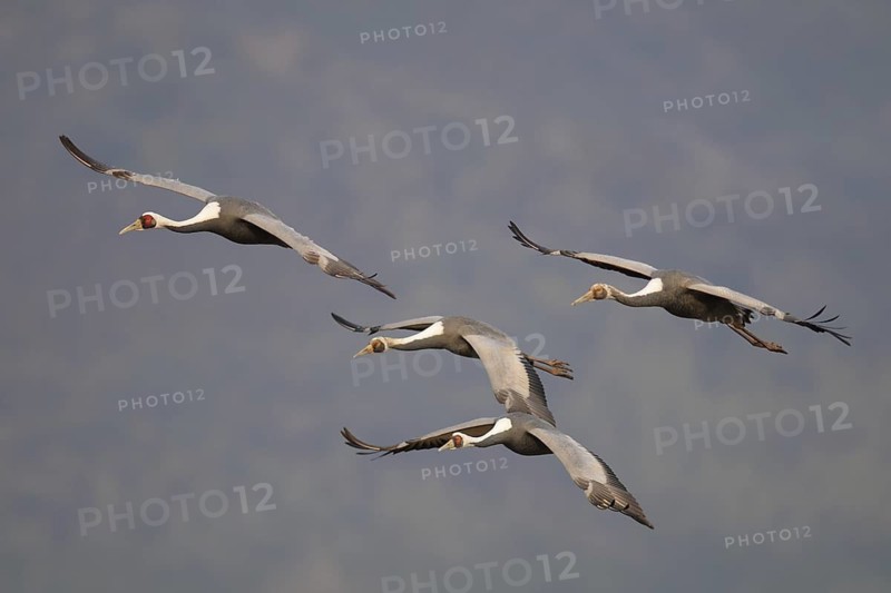 White-naped Crane (Antigone vipio) juvenile flying, Arasaki, Japan