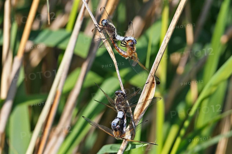 Lesser blue arrow (Orthetrum coerulescens), four animals mating on a reed stalk, copula, Peene Valley River Landscape Nature Park, Mecklenburg-Western Pomerania, Germany
