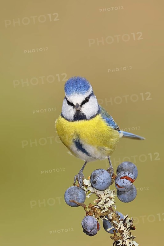 Blue tit (Parus caeruleus), sitting on a branch in a blackthorn bush, (Prunus spinosa), sloes, with ripe fruit, autumn, wildlife, animals, tit family, songbird, birds, Wilnsdorf, North Rhine-Westphalia, Germany