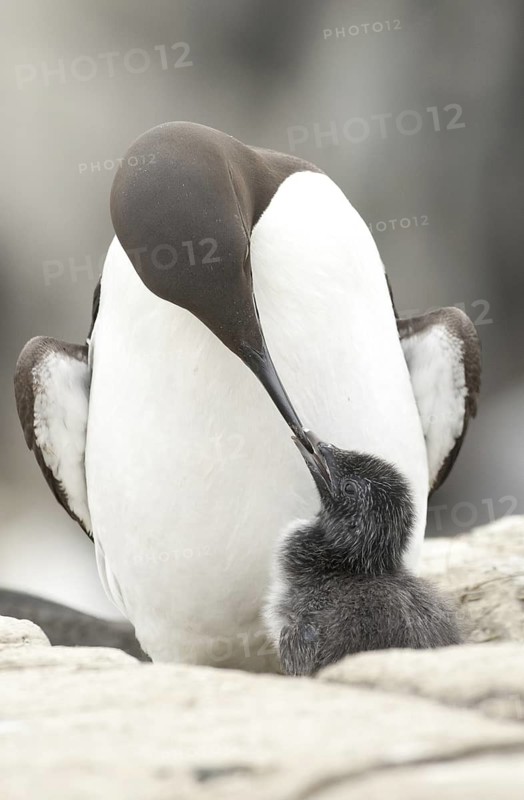 Common Murre (Uria aalge) with chick, Scotland, United Kingdom