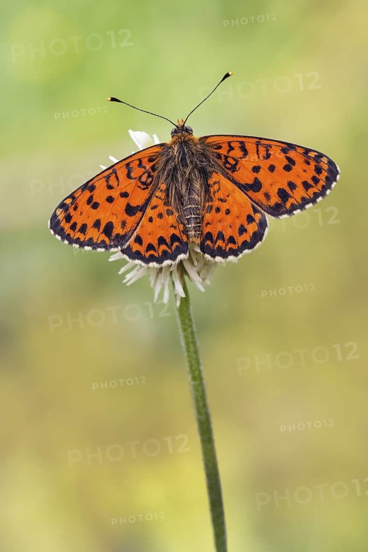 Das Männchen des Roten Scheckenfalter (Melitaea didyma) zeigt sich mit geöffneten Flügeln der Oberseite