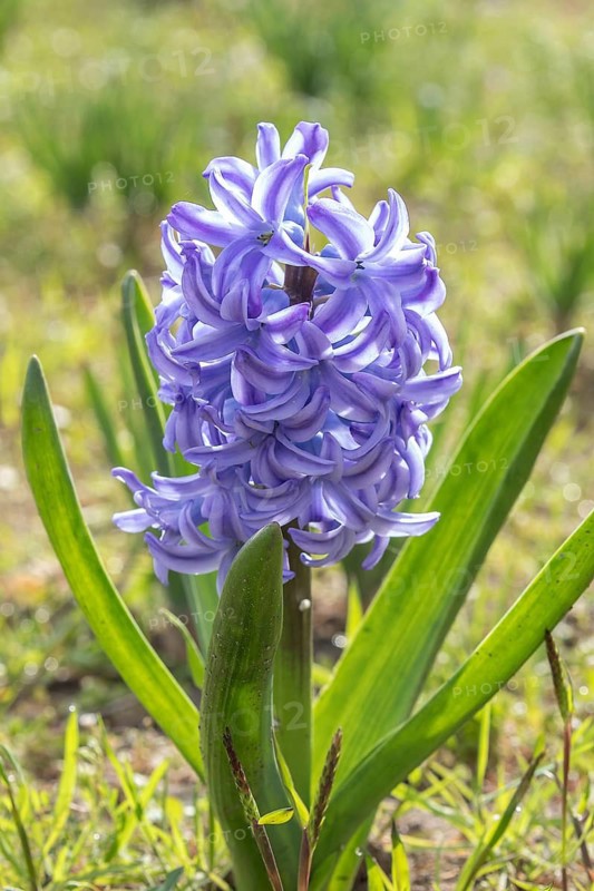 Hyacinth in a garden. Krasnodar. Russia