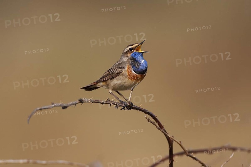 Bluethroat (Luscinia svecica cyanecula) male singing, Texel, Netherlands