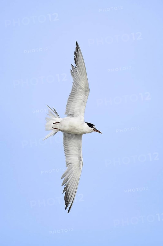 Common Tern (Sterna hirundo) flying, New York, USA
