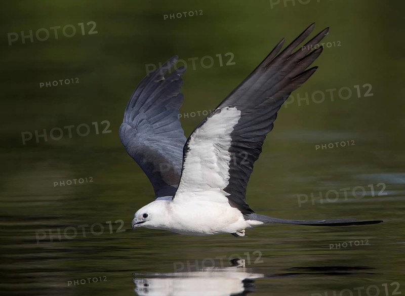 Swallow-tailed Kite (Elanoides forficatus) flying, Florida, USA