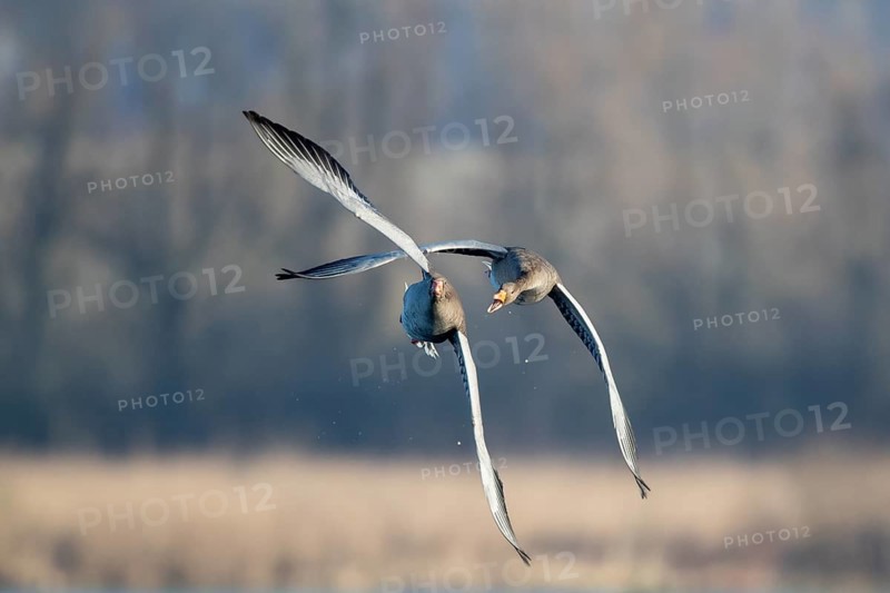 Aerial dispute between two greylag geese, in the Großen Rosin Moor nature reserve, Mecklenburg-Western Pomerania, Germany