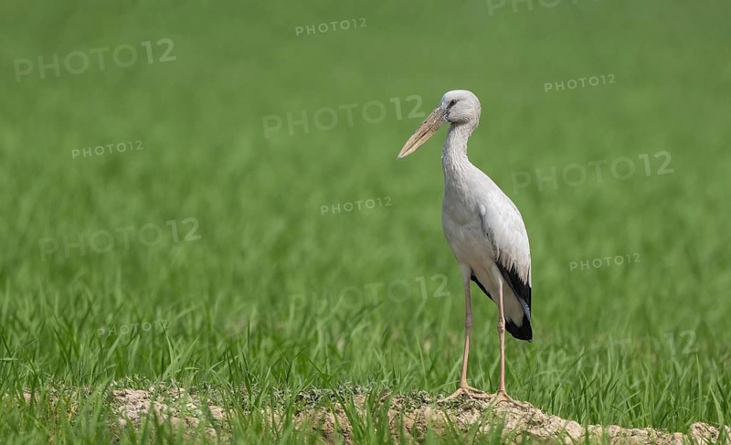 An Asian openbill or Asian openbill stork (Anastomus oscitans), Sreepur, Gazipur, Bangladesh