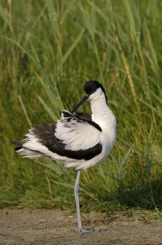 Saebelschnaebler (Recurvirostra avosetta), Avocet, Altvogel putzt sich, Juni, Insel Texel, Nordsee, Nordholland, Niederlande