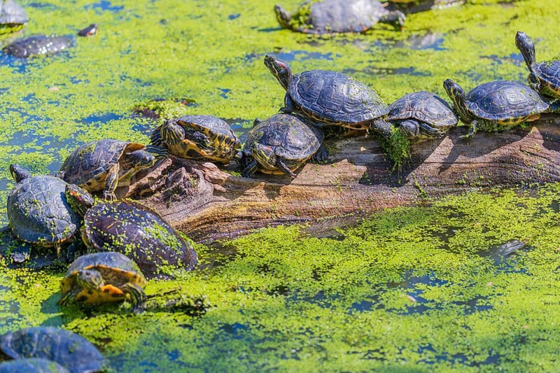 A group of red-eared slider (Trachemys scripta elegans)rests on logs lying in a pond covered with Lemna minor, the common duckweed