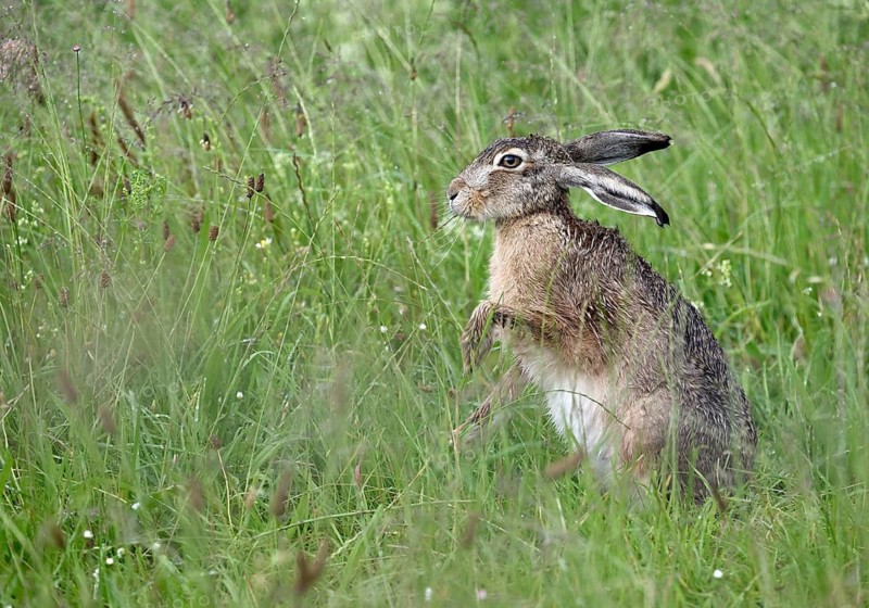 Male hare (Lepus europaeus) in a meadow, Lower Rhine, North Rhine-Westphalia, Germany