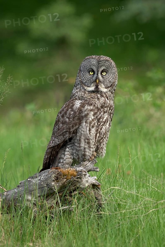Great Grey Owl (Strix nebulosa) perched on stump, British Columbia, Canada