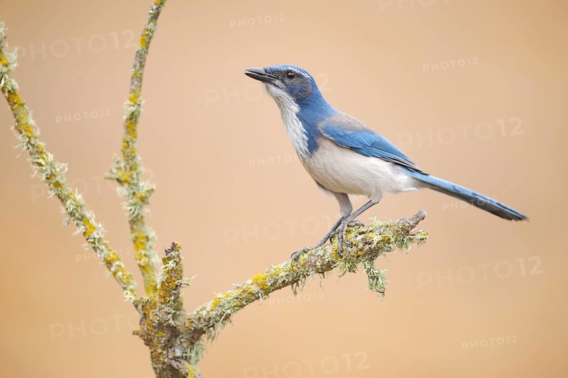 California Scrub Jay (Aphelocoma californica), California, USA