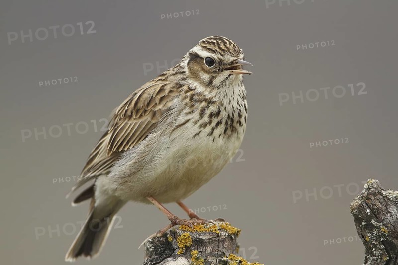 Woodlark (Lullula arborea) singing, Rhineland-Palatinate, Germany