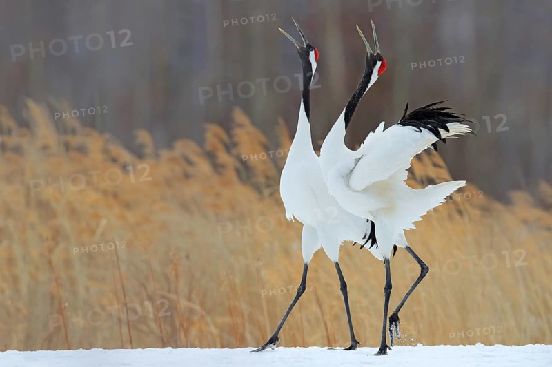 Bird behaviour in the nature grass habitat. Dancing pair of Red-crowned crane with open wing in flight, with snow storm, Hokkaido, Japan. Birds with open bill. Wildlife scene from nature. Cold winter