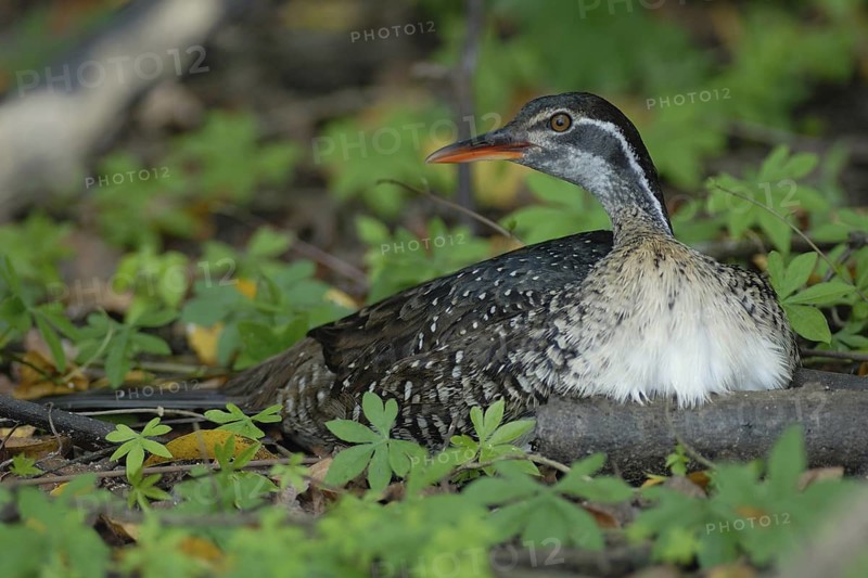 African Finfoot (Podica senegalensis), Uganda
