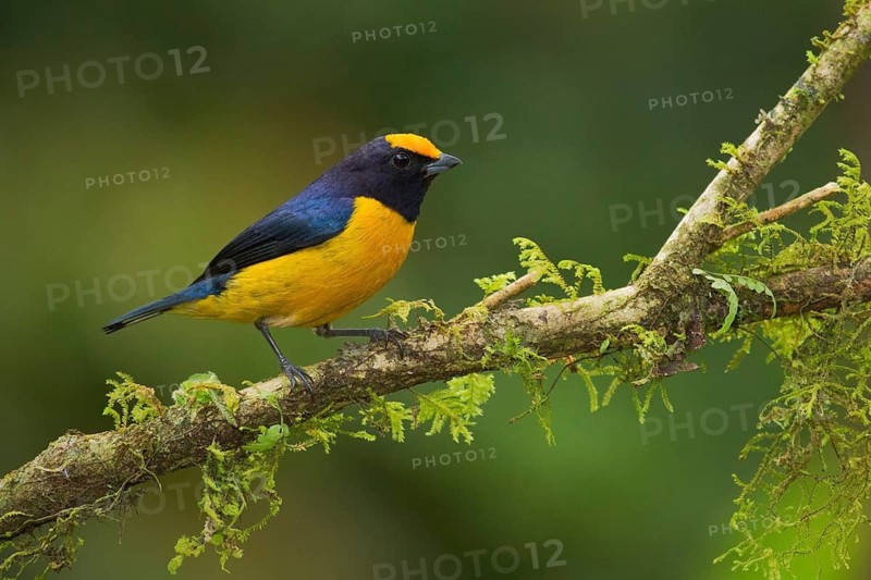 Orange-bellied Euphonia (Euphonia xanthogaster) male, Madre de Dios, Peru