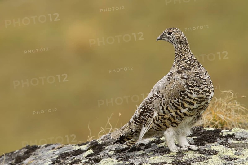 Rock Ptarmigan (Lagopus muta) female, Tyrol, Austria