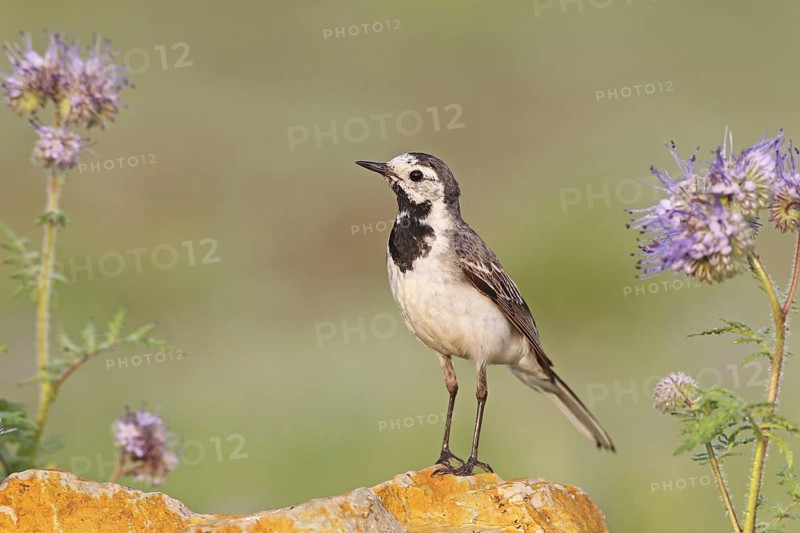 White Wagtail (Motacilla alba), Baden-Wuerttemberg, Germany