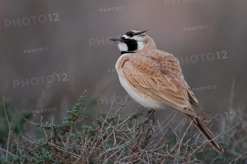Temminck's Horned Lark - Saharaohrenlerche - Eremophila bilopha, Morocco
