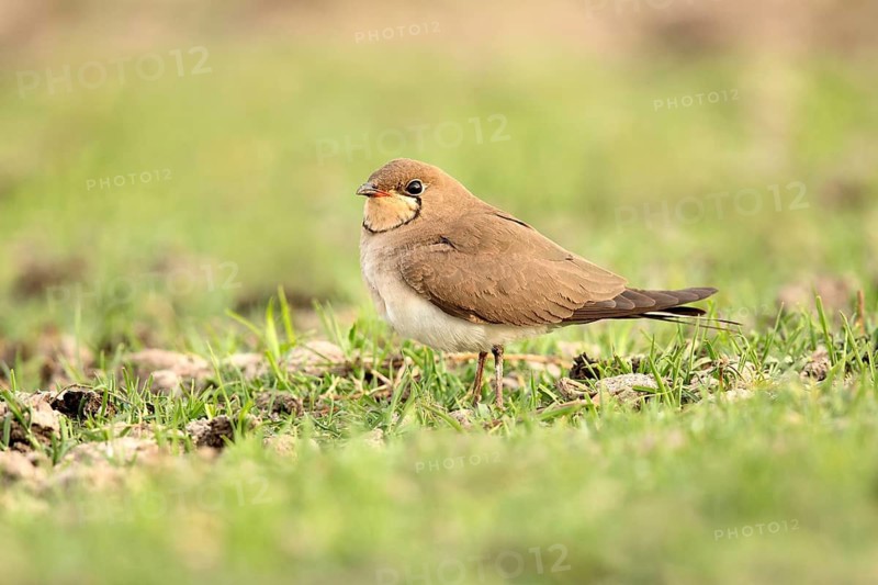 Collared Pratincole (Glareola pratincola) perched on the ground, Lake Ziway, Ethiopia