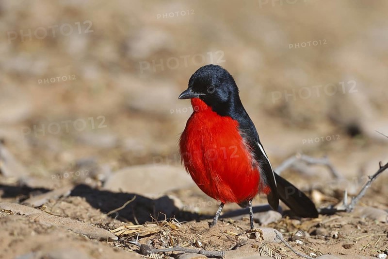 Crimson-breasted Shrike (Laniarius atrococcineus), Northern Cape, South Africa
