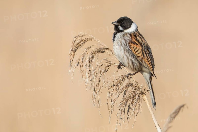 Common Reed Bunting (Emberiza schoeniclus) male, Baden-Wuerttemberg, Germany