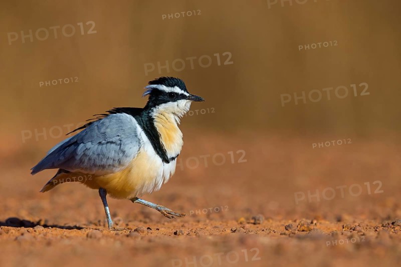 Crocodile-bird, (Pluvianus aegytpticus), Crocodile-bird, Egyptian Plover, Pluvian fluviatile, Pluvial, Njau area, Njau, North Bank, Gambia