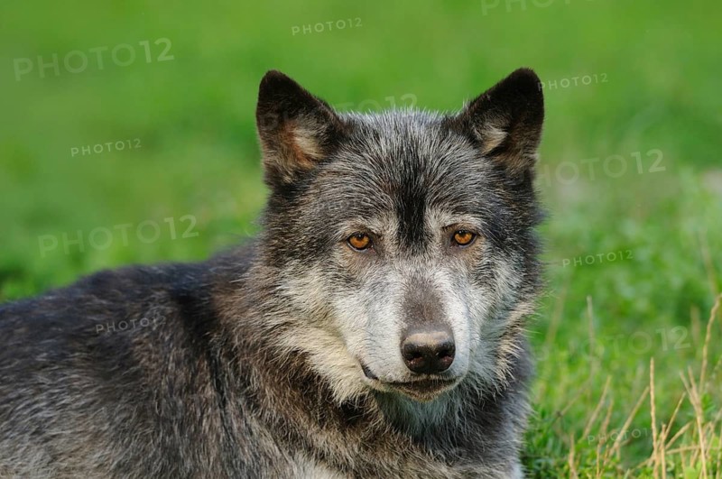 A black wolf with light-coloured eyes lies on green grass and looks calmly, Timberwolf (Canis lupus lycaon), Germany